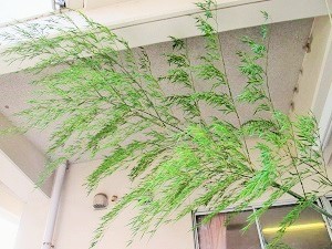 IMG_7807